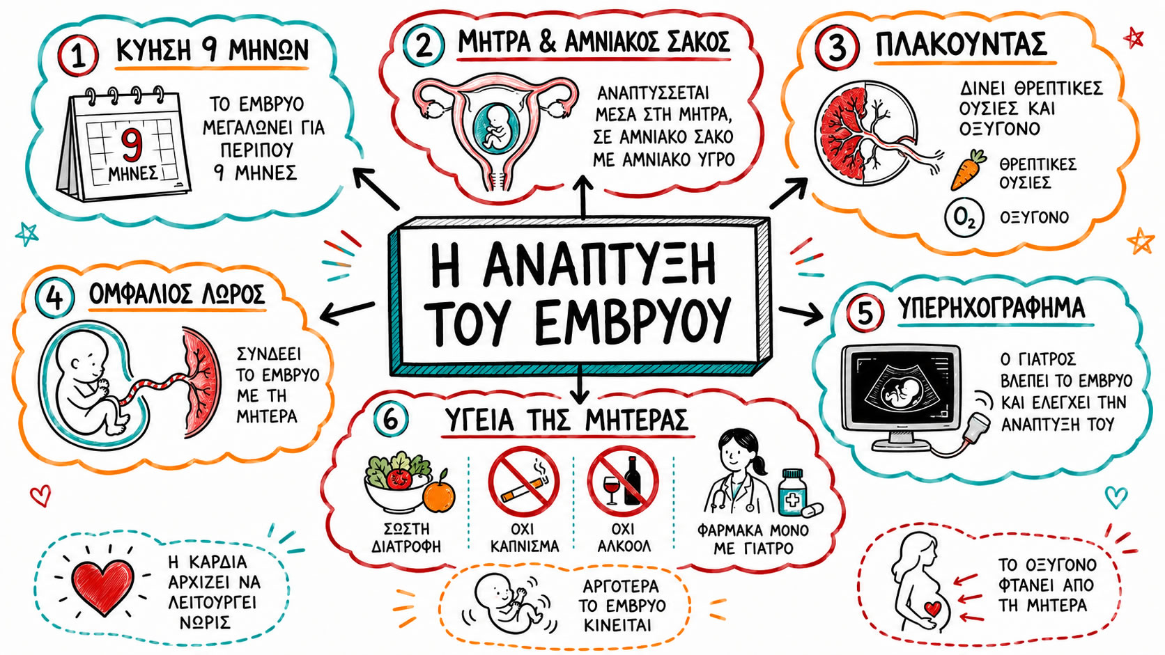11.02 Η ανάπτυξη του εμβρύου