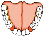 kynodontes