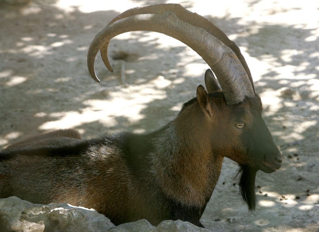 aigagros