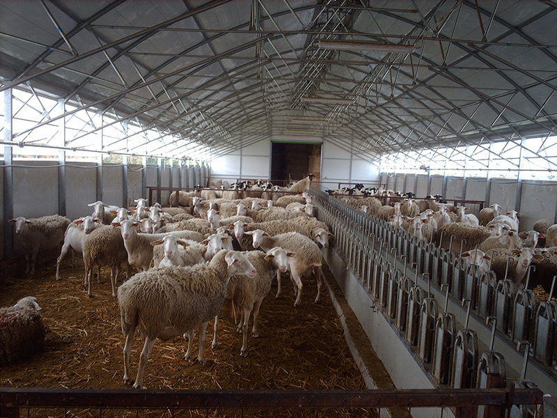 sheep 1 big
