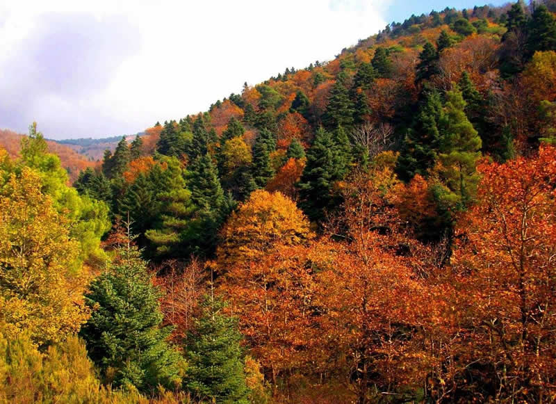 Steni forest