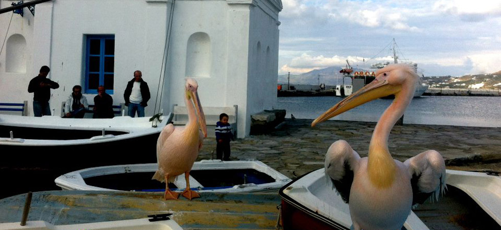 pelekanos