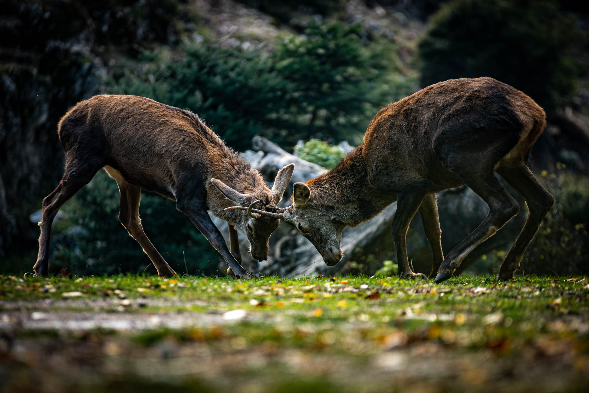 dyo meres sto vouno puzzle